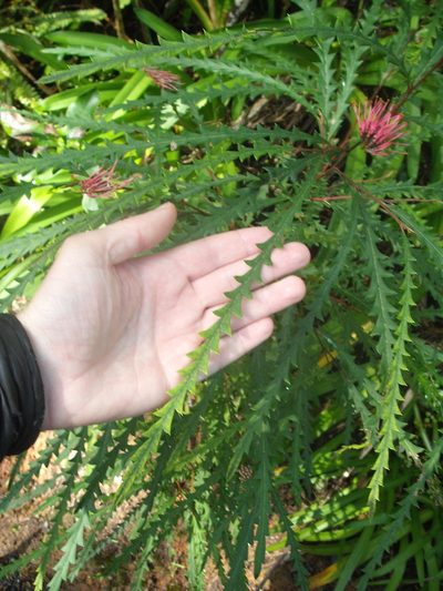 Grevillea aspleniifolia, photographed by Stephen Thorpe
