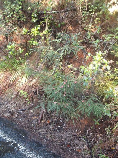 Grevillea aspleniifolia, photographed by Stephen Thorpe