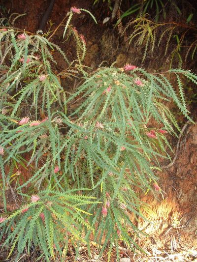 Grevillea aspleniifolia, photographed by Stephen Thorpe