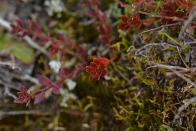 Gonocarpus aggregatus, photographed by Christopher Stephens