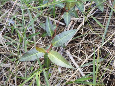 Persicaria dichotoma, photographed by Greg Tasney