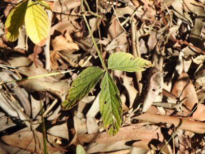 Flemingia parviflora, photographed by Greg Tasney