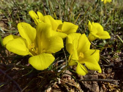 Moraea fugacissima, photographed by Jacques van der Merwe
