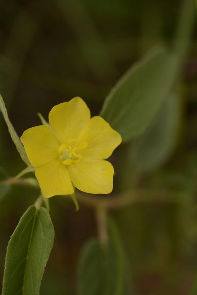 Melhania incana, photographed by Siddarth Machado