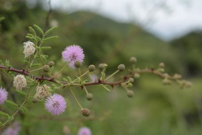 Mimosa prainiana, photographed by Siddarth Machado