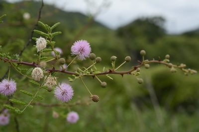 Mimosa prainiana, photographed by Siddarth Machado