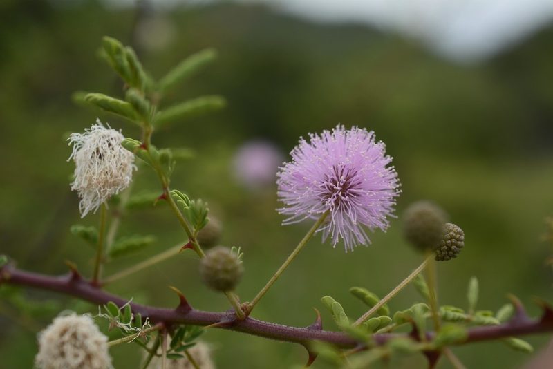 Mimosa prainiana, photographed by Siddarth Machado