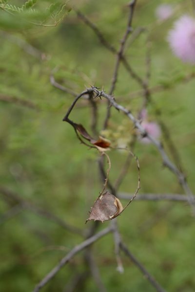 Mimosa prainiana, photographed by Siddarth Machado