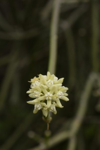 Cynanchum acidum, photographed by Siddarth Machado