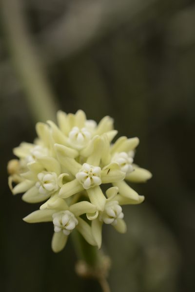 Cynanchum acidum, photographed by Siddarth Machado
