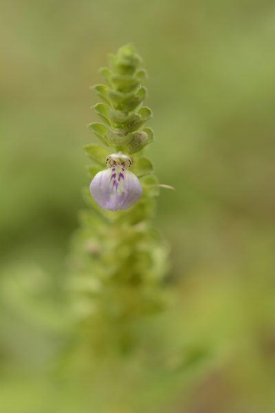 Justicia glauca, photographed by Siddarth Machado