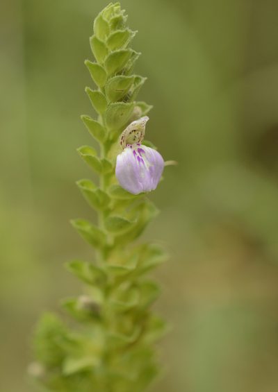 Justicia glauca, photographed by Siddarth Machado
