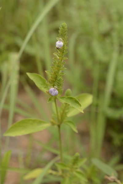 Justicia glauca, photographed by Siddarth Machado