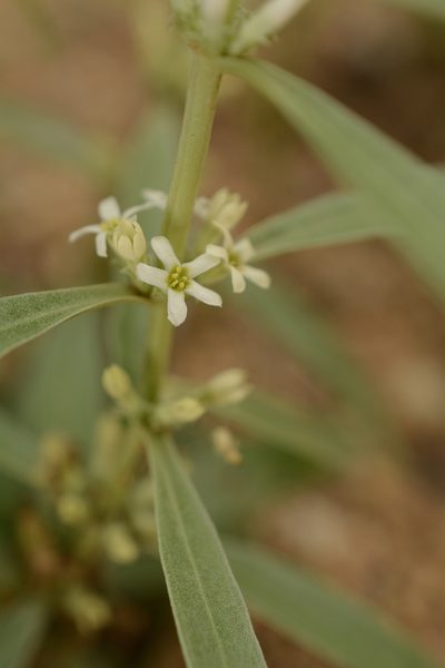 Enicostema axillare, photographed by Siddarth Machado