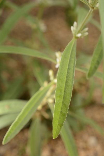 Enicostema axillare, photographed by Siddarth Machado