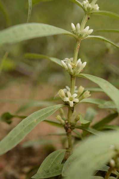 Enicostema axillare, photographed by Siddarth Machado