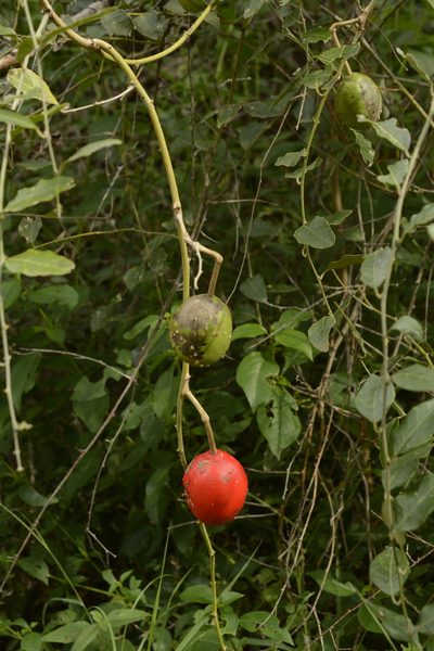 Capparis divaricata, photographed by Siddarth Machado