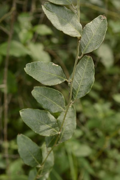 Capparis divaricata, photographed by Siddarth Machado