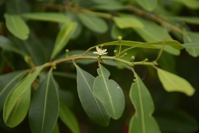 Erythroxylum monogynum, photographed by Siddarth Machado