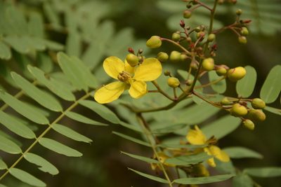 Senna montana, photographed by Siddarth Machado
