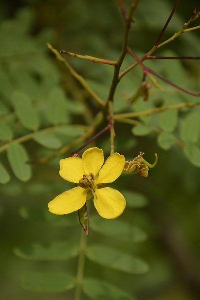Senna montana, photographed by Siddarth Machado