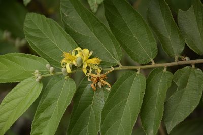 Grewia flavescens, photographed by Siddarth Machado