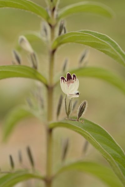 Andrographis echioides, photographed by Siddarth Machado