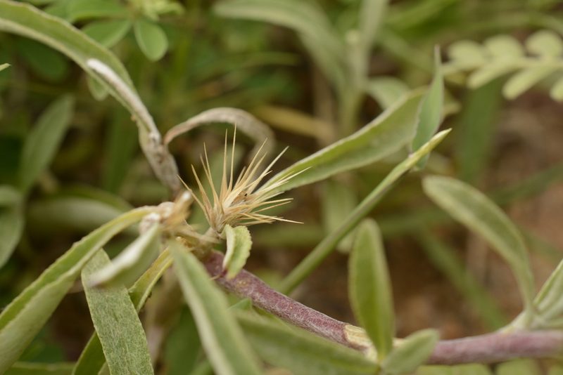 Dicoma tomentosa, photographed by Siddarth Machado