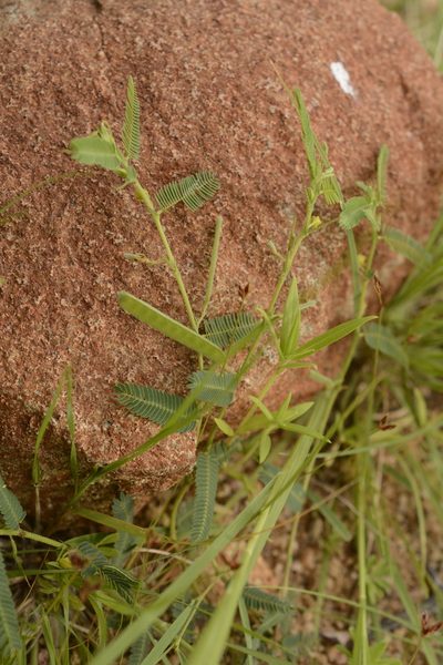 Chamaecrista pumila, photographed by Siddarth Machado