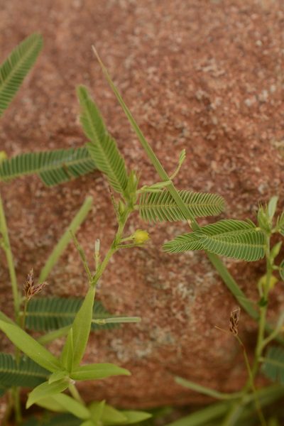 Chamaecrista pumila, photographed by Siddarth Machado