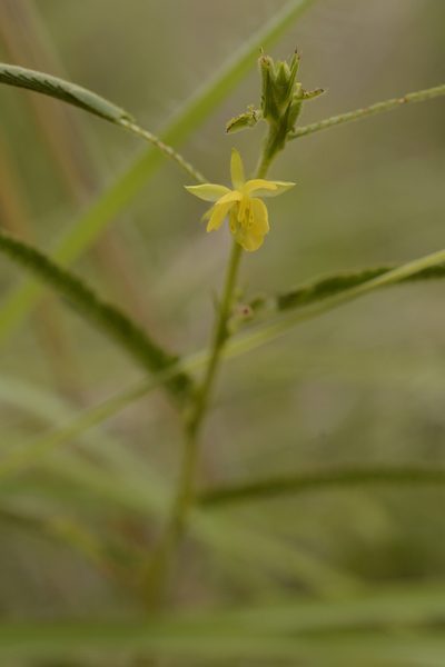 Chamaecrista pumila, photographed by Siddarth Machado