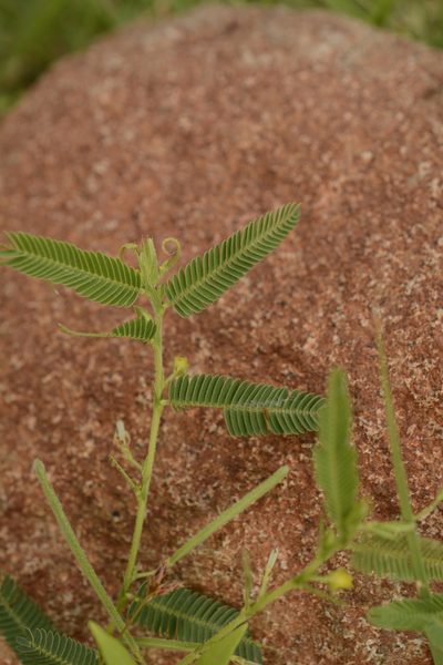 Chamaecrista pumila, photographed by Siddarth Machado