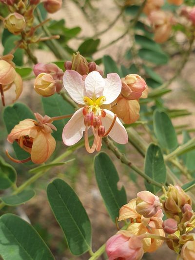 Cassia roxburghii, photographed by Aravinth