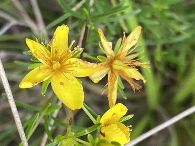 Hypericum lloydii, photographed by Alan Weakley