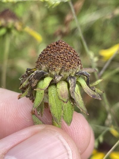 Rudbeckia heliopsidis, photographed by Alan Weakley