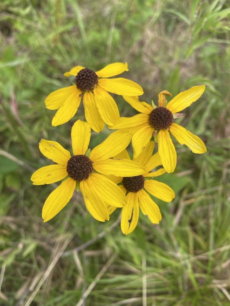 Rudbeckia heliopsidis, photographed by Alan Weakley