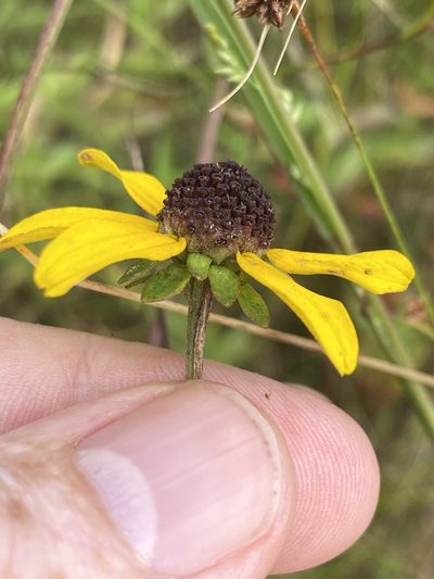 Rudbeckia heliopsidis, photographed by Alan Weakley