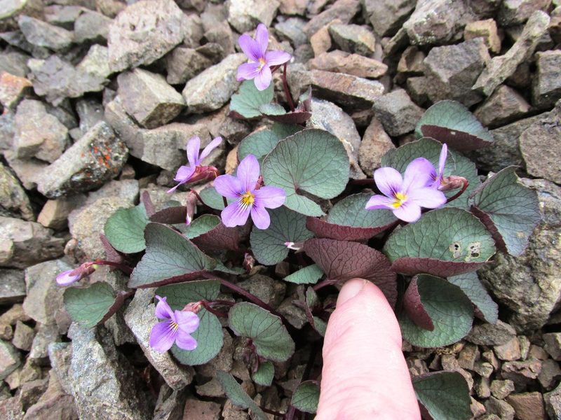 Viola flettii, photographed by John Brew