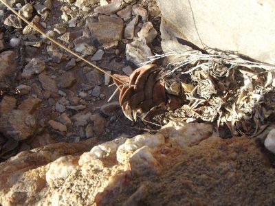 Haworthiopsis viscosa, photographed by Ludwig Muller