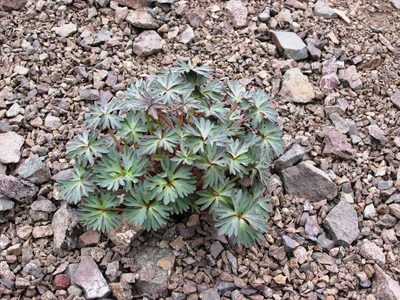 Delphinium glareosum, photographed by John Brew
