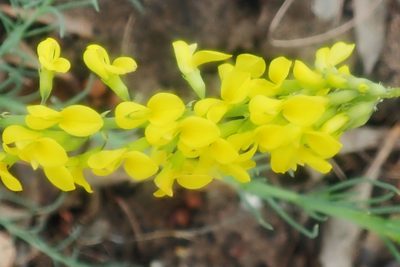 Lebeckia gracilis, photographed by Di Turner