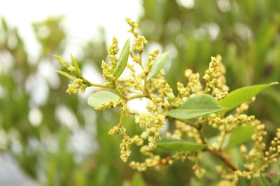 Muehlenbeckia tamnifolia, photographed by Andrés Ramírez-Barrera