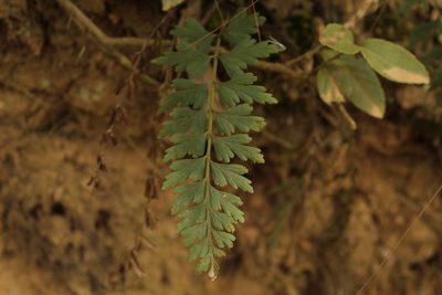 Asplenium praemorsum, photographed by Andrés Ramírez-Barrera