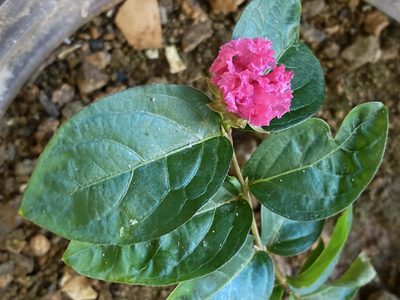 Lagerstroemia indica, photographed by AnnLazaro