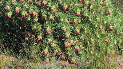 Lobostemon belliformis, photographed by Di Turner