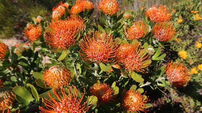 Leucospermum praecox, photographed by Di Turner