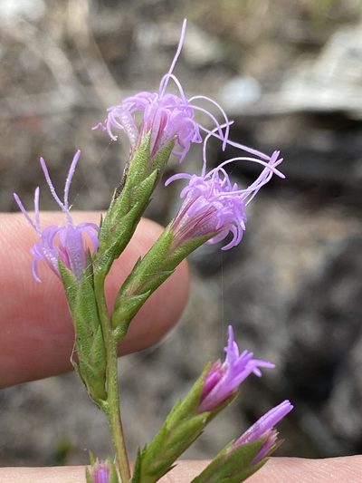 Liatris cokeri, photographed by Alan Weakley