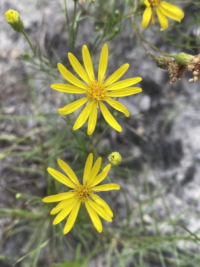 Pityopsis pinifolia, photographed by Alan Weakley
