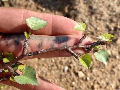 Jatropha cardiophylla, photographed by Jason K.