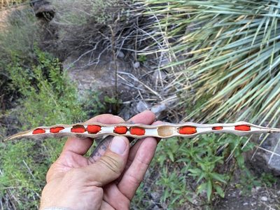 Erythrina flabelliformis, photographed by Jason K.
